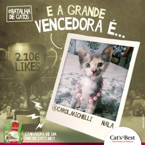 Foto de um gato com colar rosa vencendo a # Batalha de Gatos com 2.106 likes
